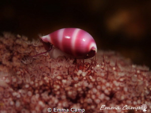 Sea snail on soft coral by Emma Camp 